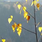 Nur Blätter im Regen