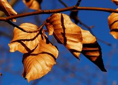 Nur Blätter - just leaves