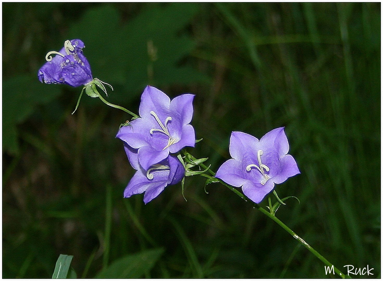 Nur blühende Glockenblümchen im Wald ,