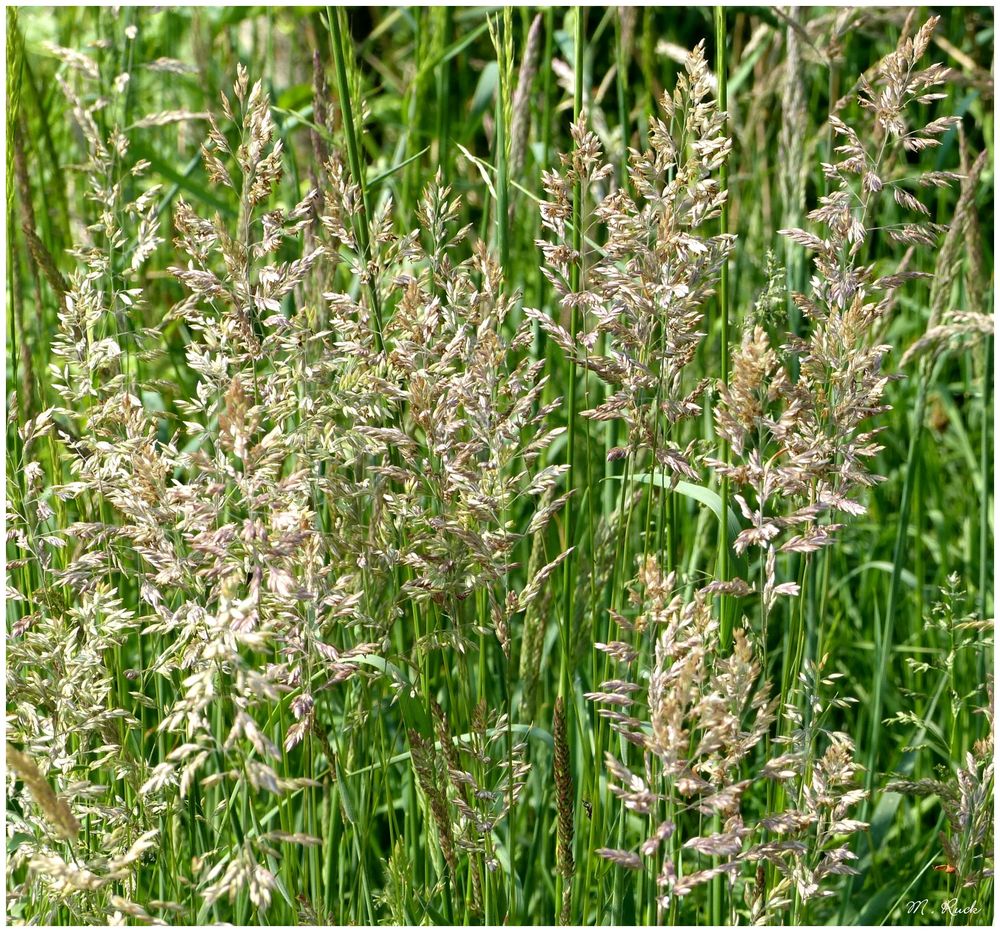 Nur blühende Gräser , Foto & Bild jahreszeiten, frühling, natur