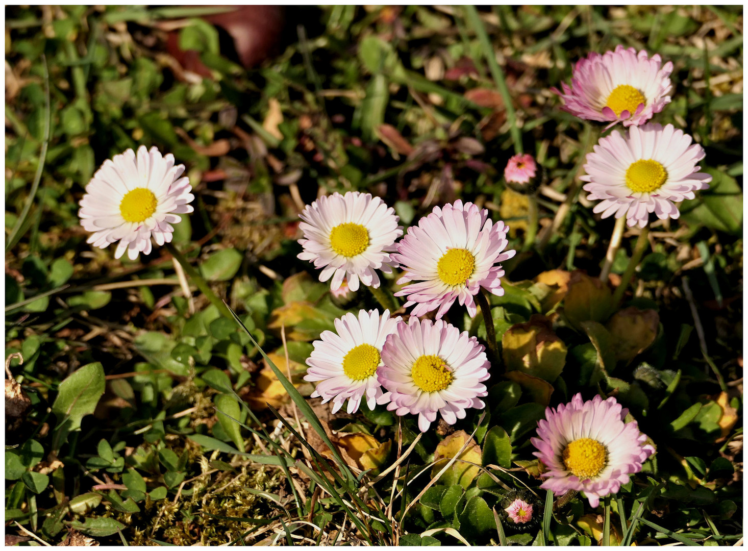 Nur bunte Gänseblümchen , Foto &amp; Bild | pflanzen, pilze &amp; flechten ...