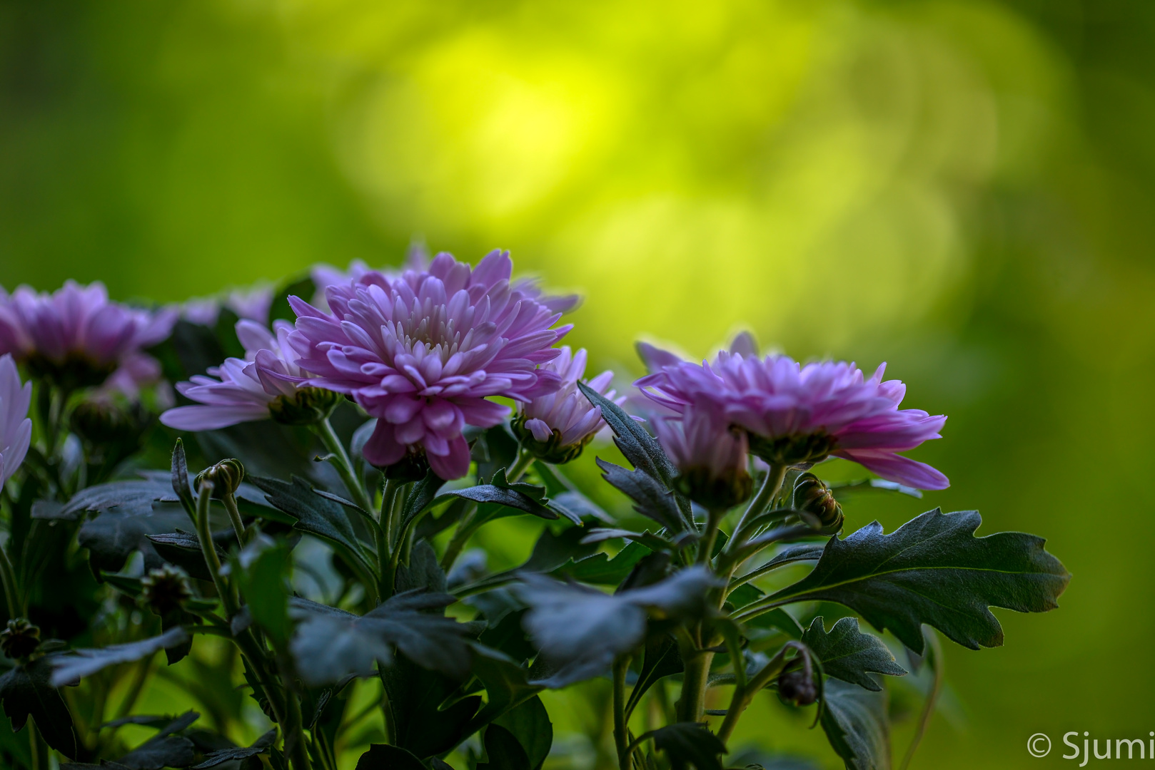 Nur Chrysanthemen