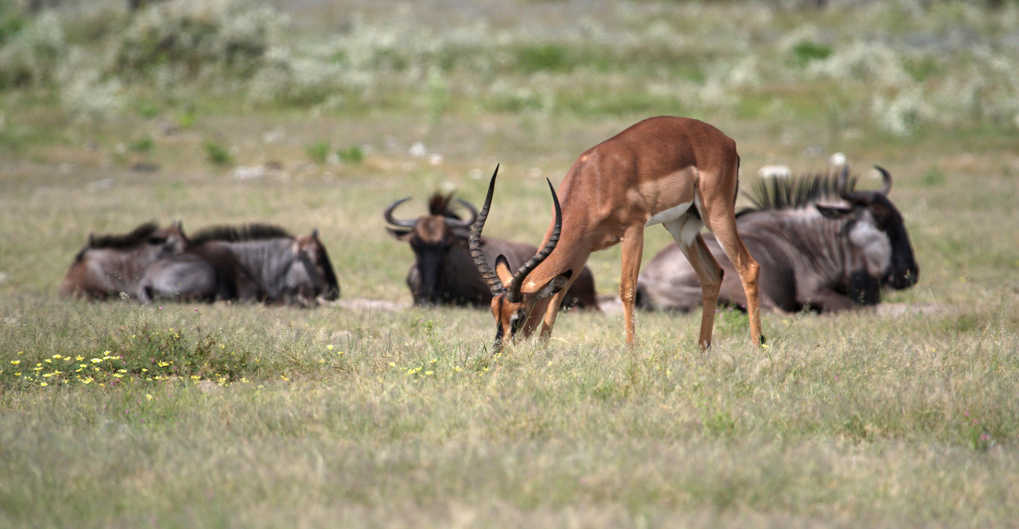 Nur das Gnu schaut zu