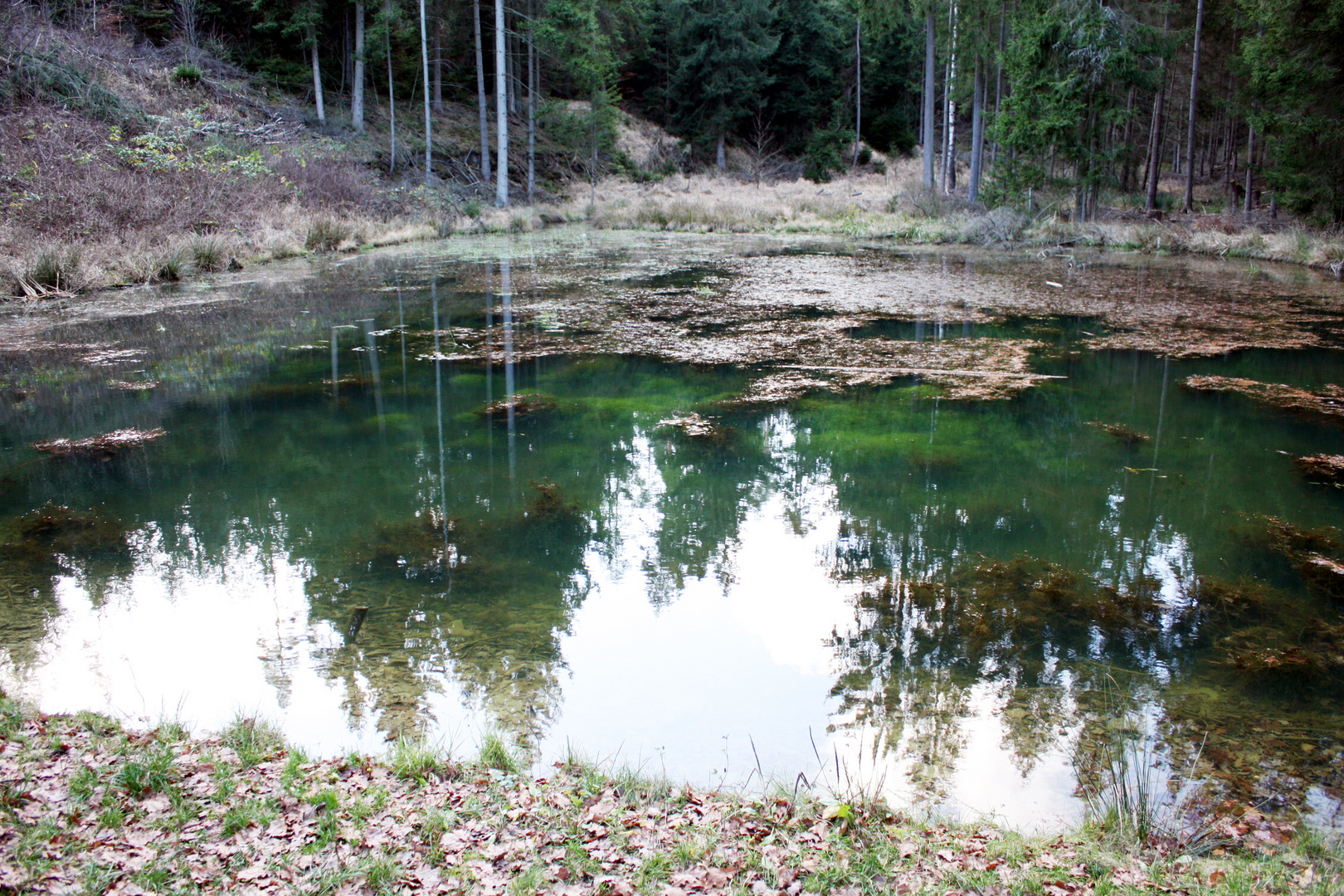 nur das Spiegelbild zeigt das Grün  der Nadelbäume noch