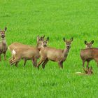 Nur das weibliche Rehwild ist aufmerksam