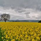 Nur den Wind als Freund