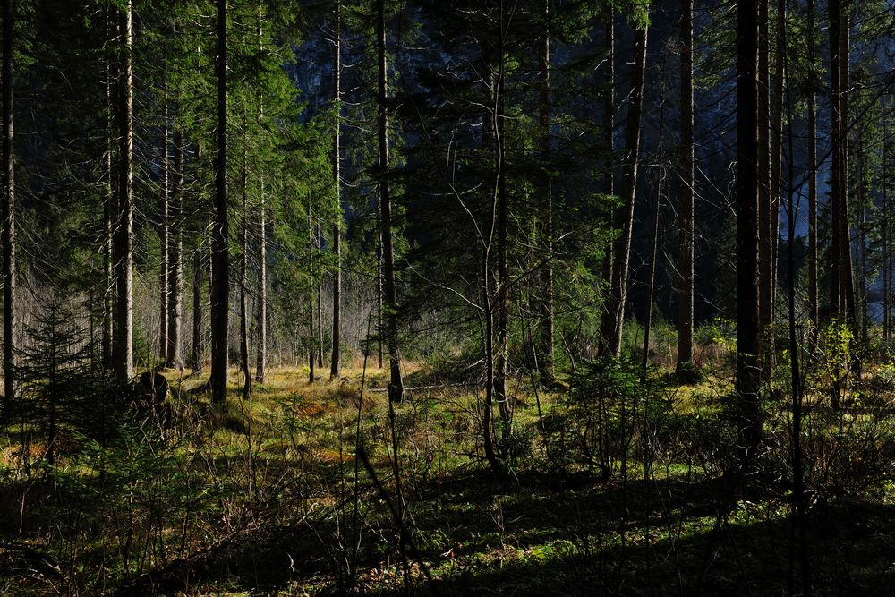 Nur der Einsame findet den Wald