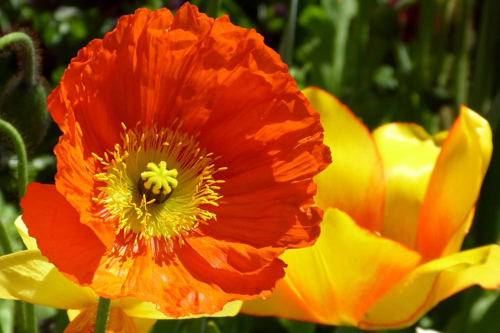 Nur der Farben wegen oder "hab Sonne im Herzen..."