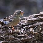 Nur der frühe Vogel...