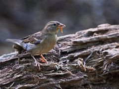 Nur der frühe Vogel...