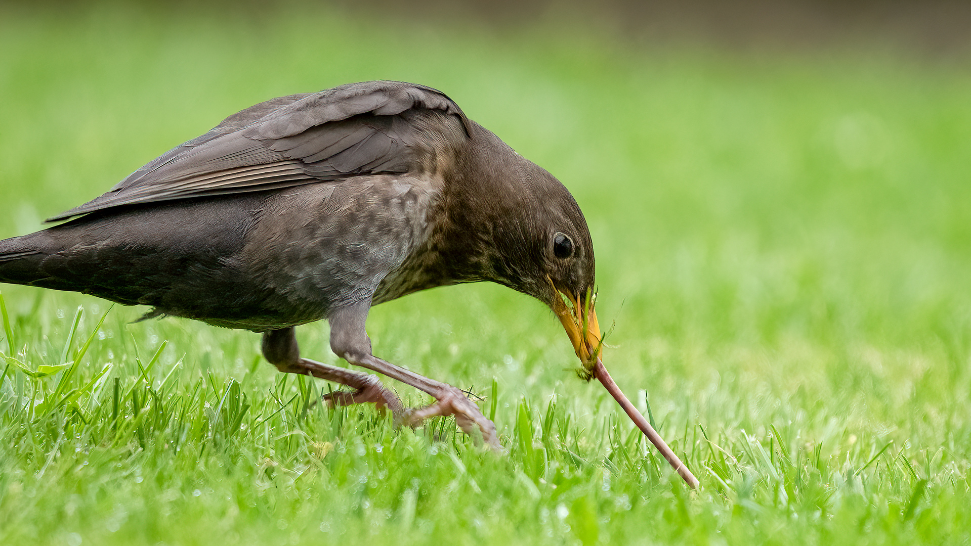 Nur der frühe Vogel fängt den Wurm