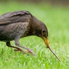 Nur der frühe Vogel fängt den Wurm