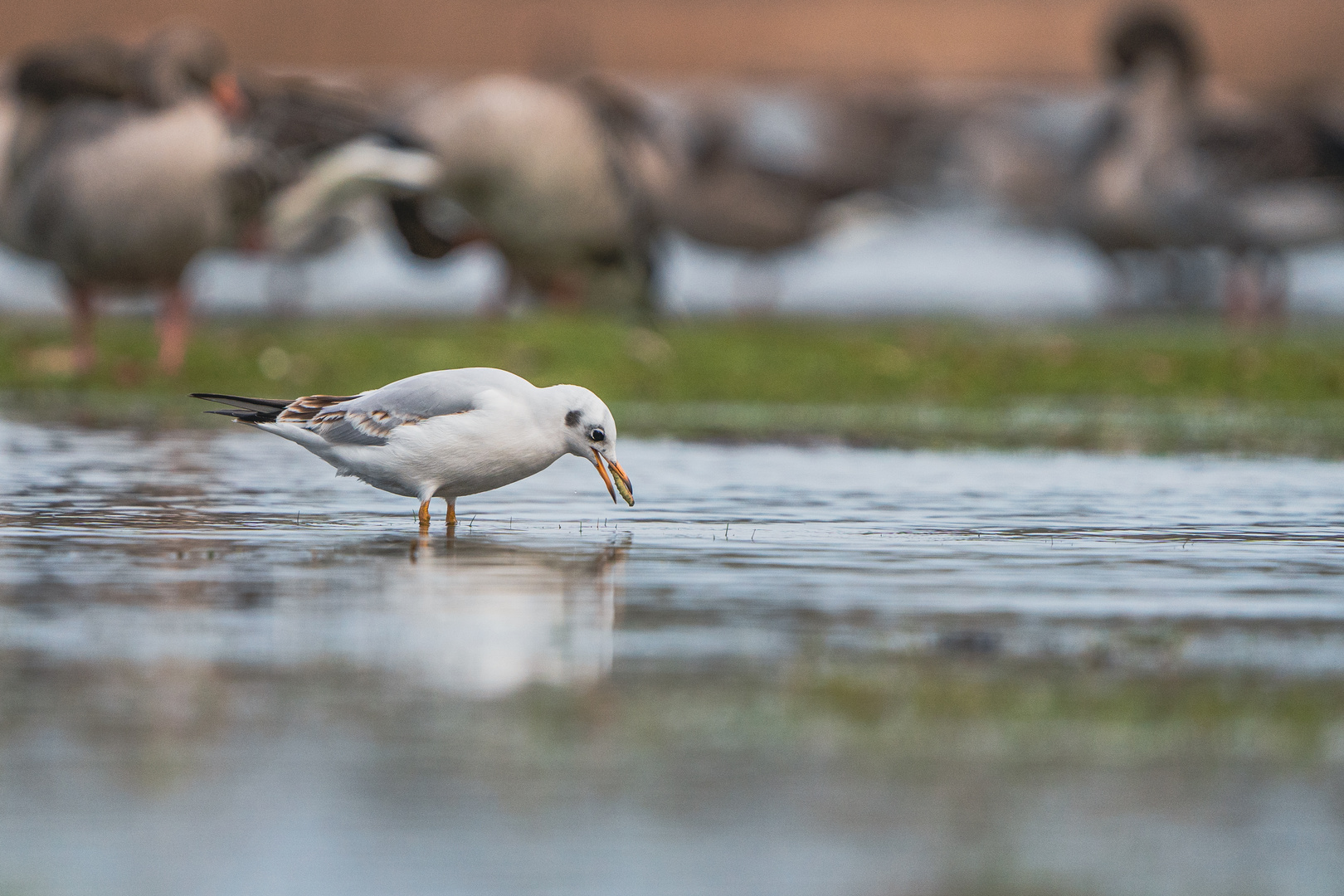 Nur der frühe Vogel fängt den Wurm ) Foto & Bild tiere, wildlife, wild lebende vögel Bilder