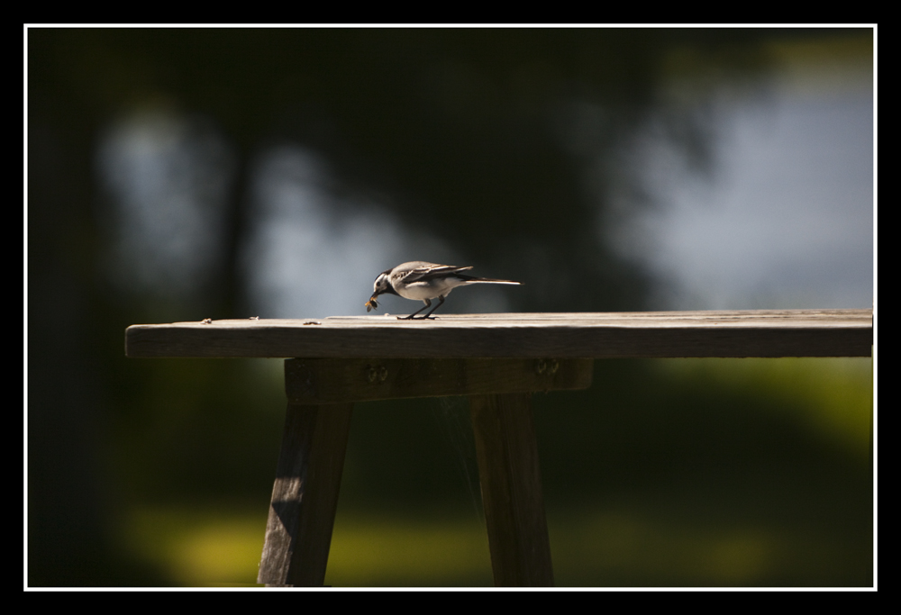 ... nur der frühe Vogel fängt die Fliege ( oder so )