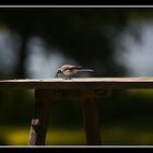 ... nur der frühe Vogel fängt die Fliege ( oder so )