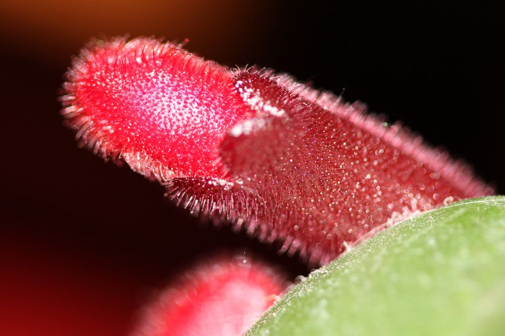 Nur der Gedanke ... Eine Blüte