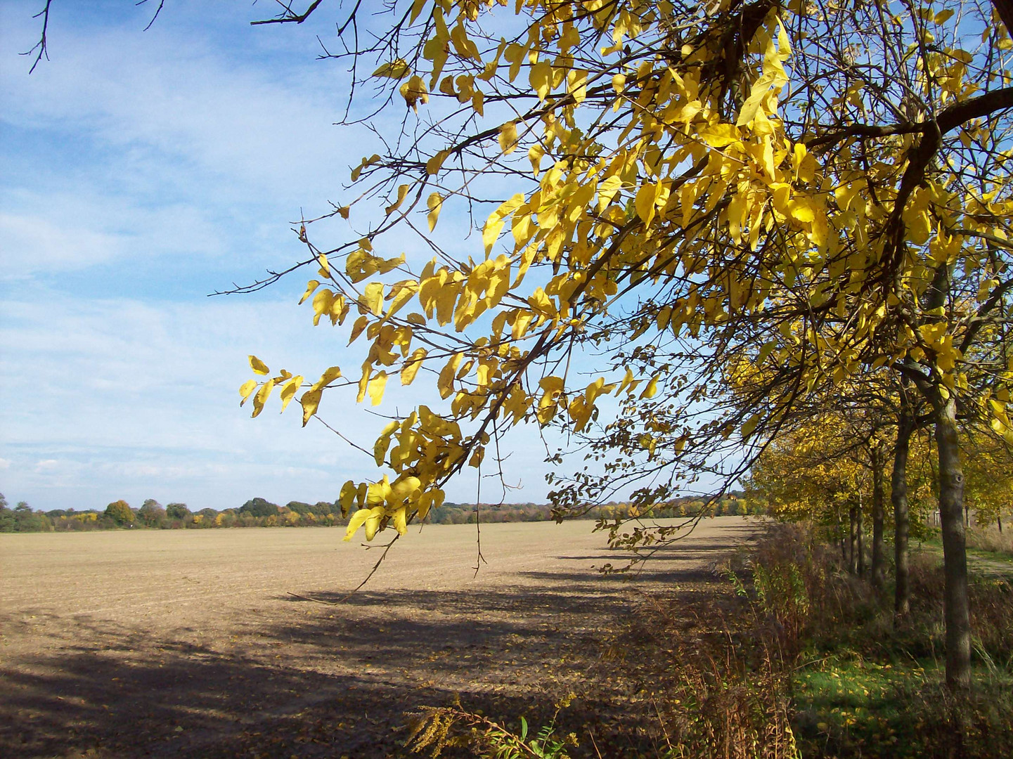 Nur der Herbst mal so bunt