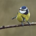 Nur der kleine Blauhelm ...