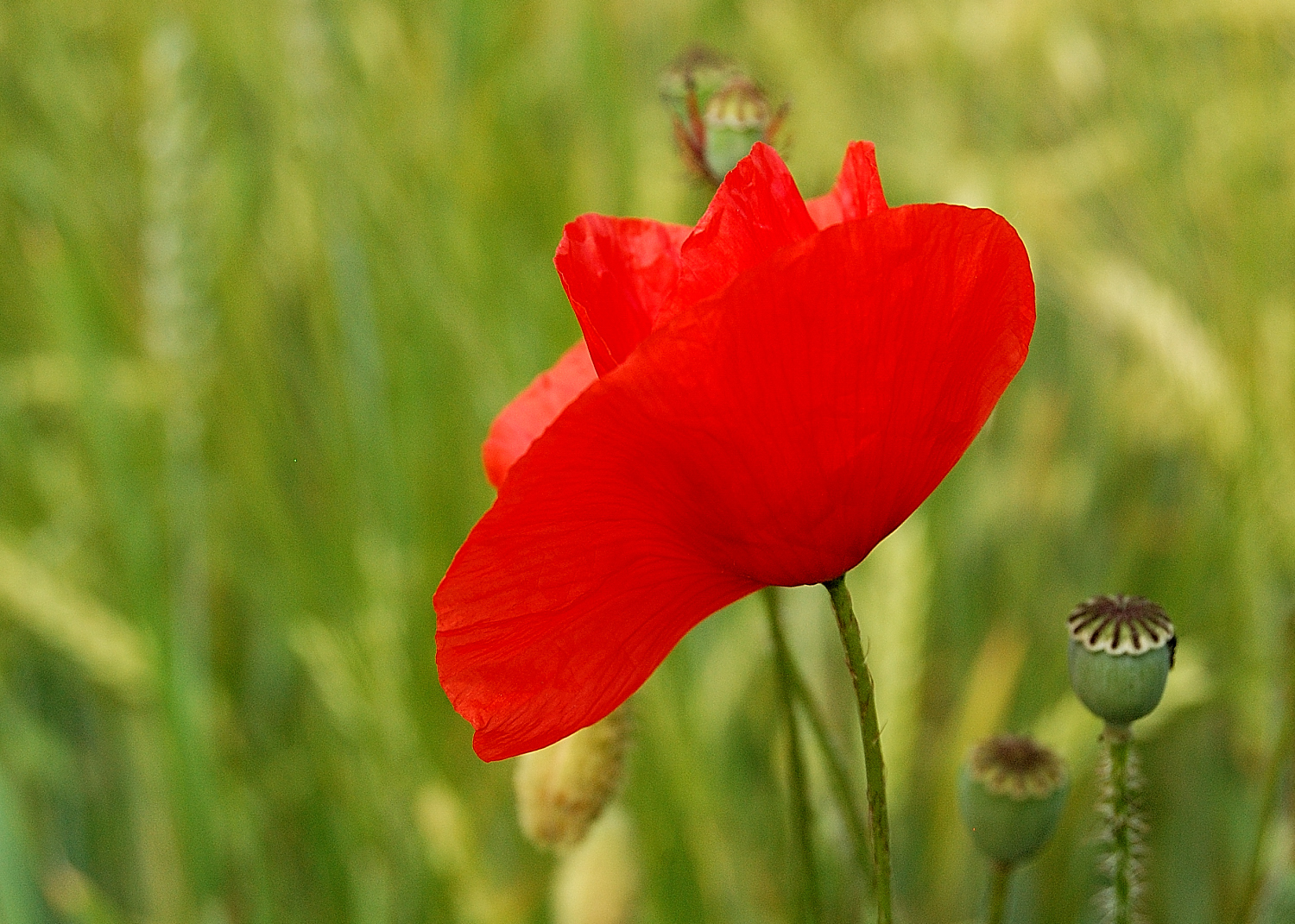 Nur der Mohn klatscht beifall....