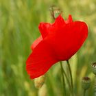 Nur der Mohn klatscht beifall....