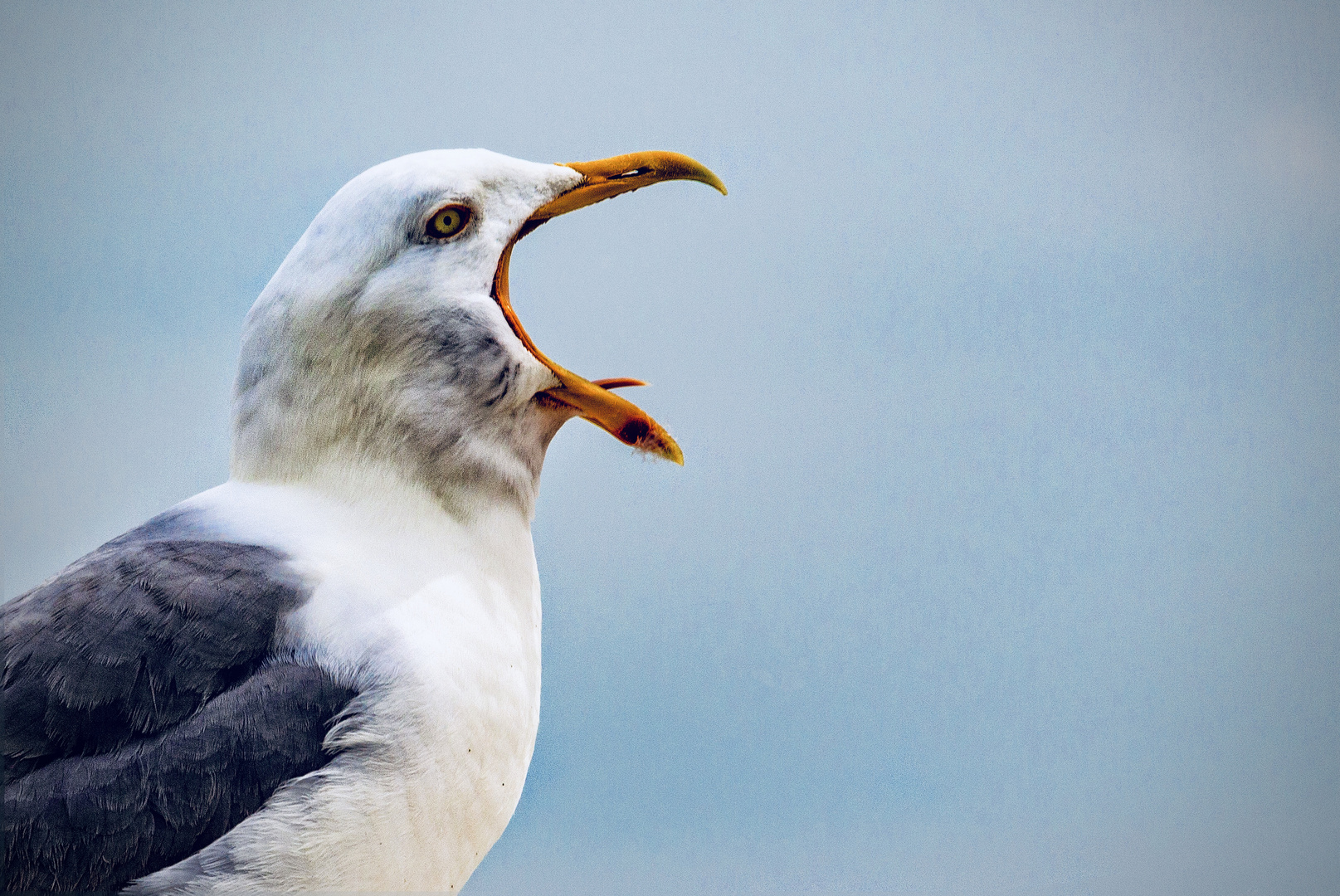 …nur der Schrei der Möwe!