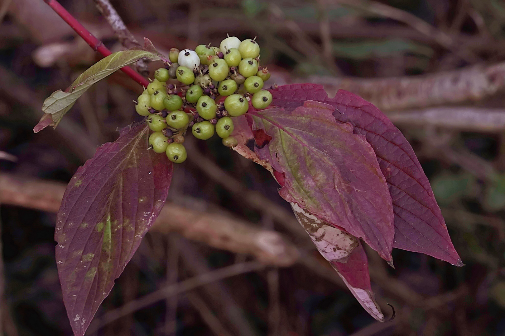 nur die Beeren bleiben