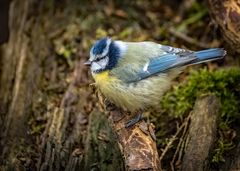 Nur die Blaumeise wollte ein Bild