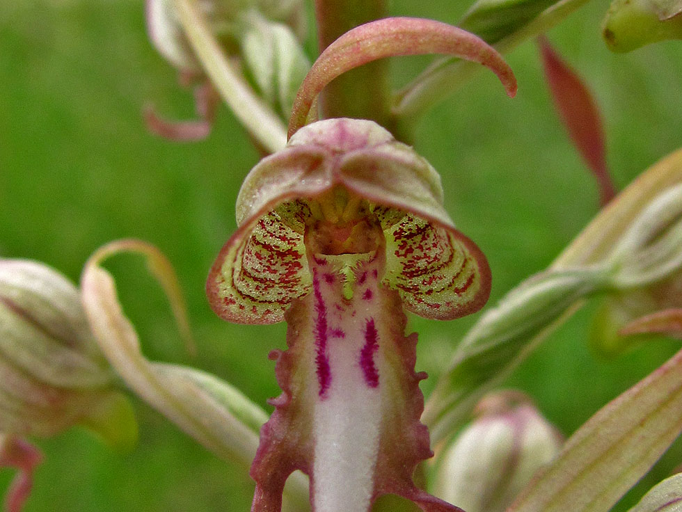 Nur die Blüte, ohne die langen gedrehten Lippen