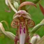 Nur die Blüte, ohne die langen gedrehten Lippen