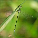 Nur die Draufsicht auf die Kleine Binsenjungfer (Lestes virens)  . . .