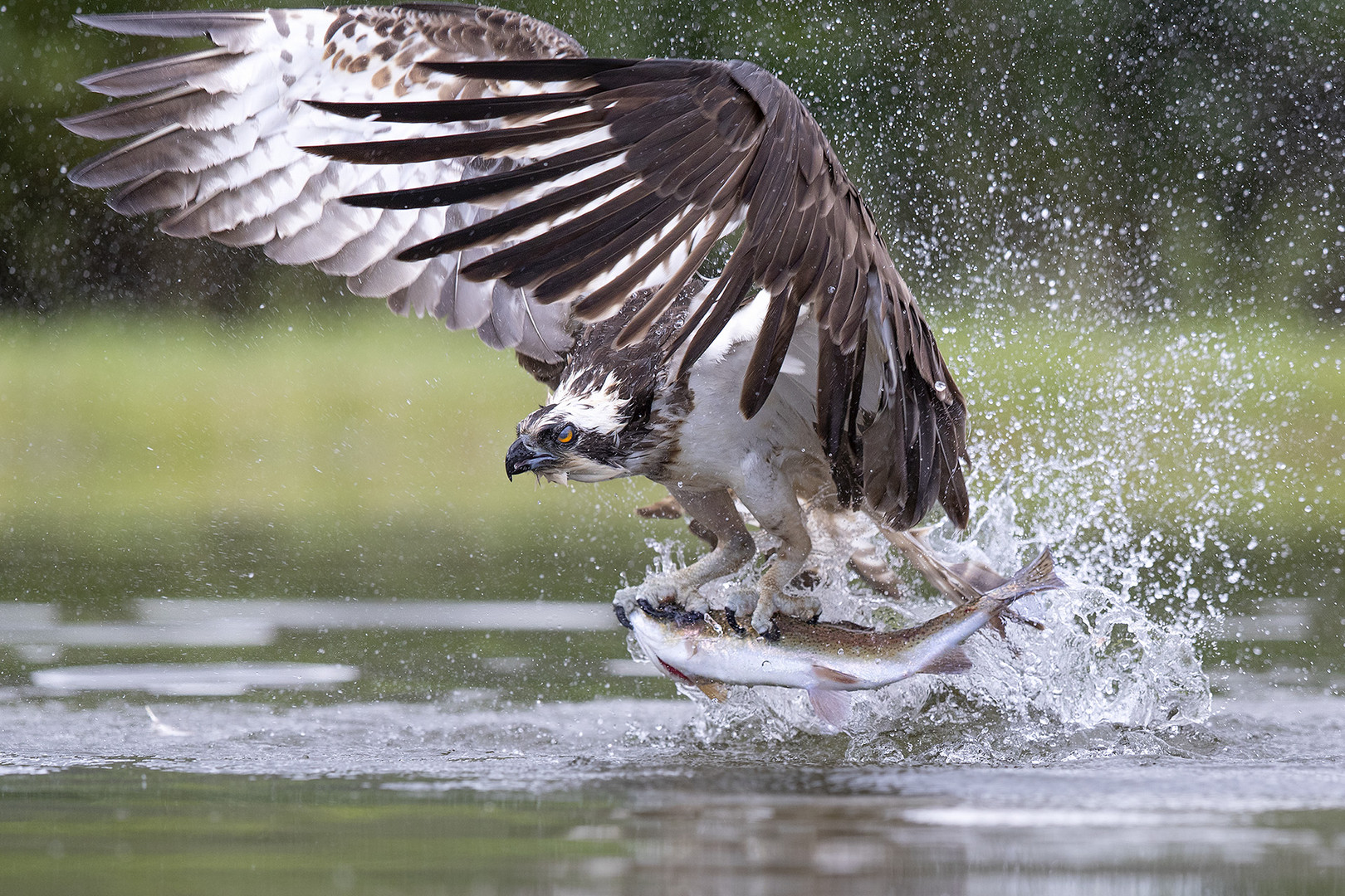 Vögel Fangen Vögel Fangen