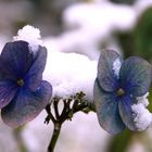 NUR DIE HARTEN BLEIBEN IM GARTEN....