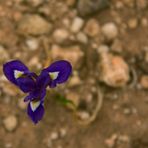 nur die Harten kommen in den Garten