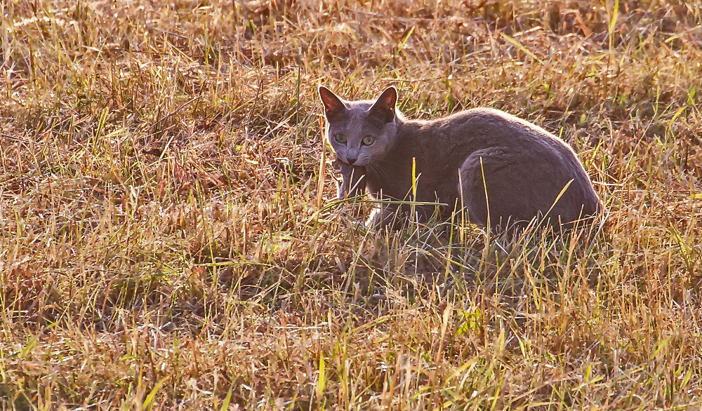 Nur die Katze hatte 100 Prozent Gewinn....