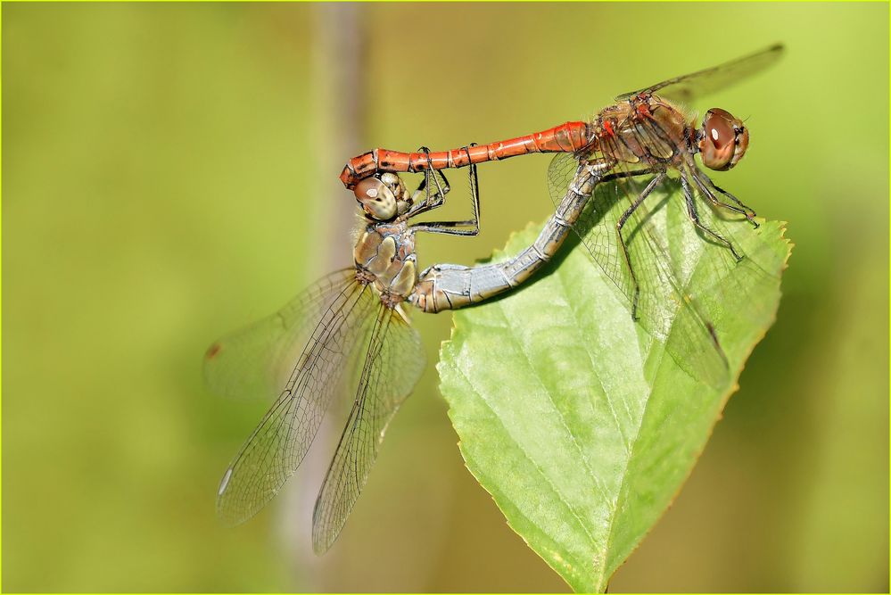 Nur die Liebe ist Leben ... rote Heidelibelle im Liebesrad