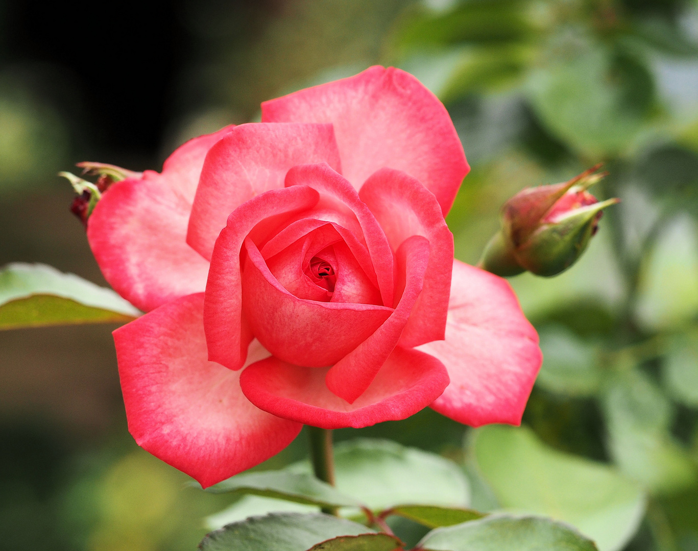 Nur die Rosen haben die Trockenheit halbwegs überstanden...