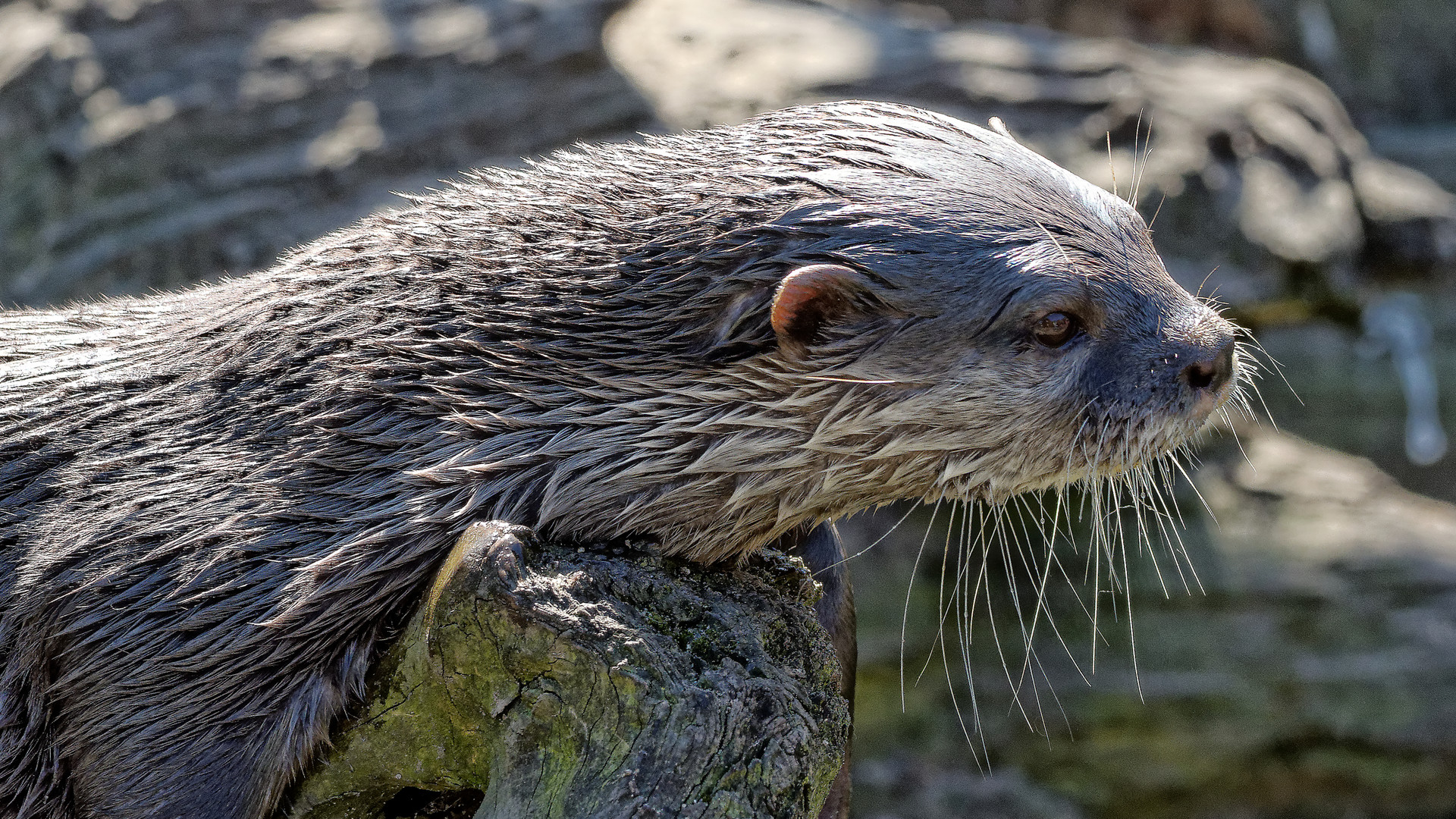 Nur die Ruhe bringt es, Fischotter im Zoo Duisburg