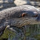 Nur die Ruhe bringt es, Fischotter im Zoo Duisburg