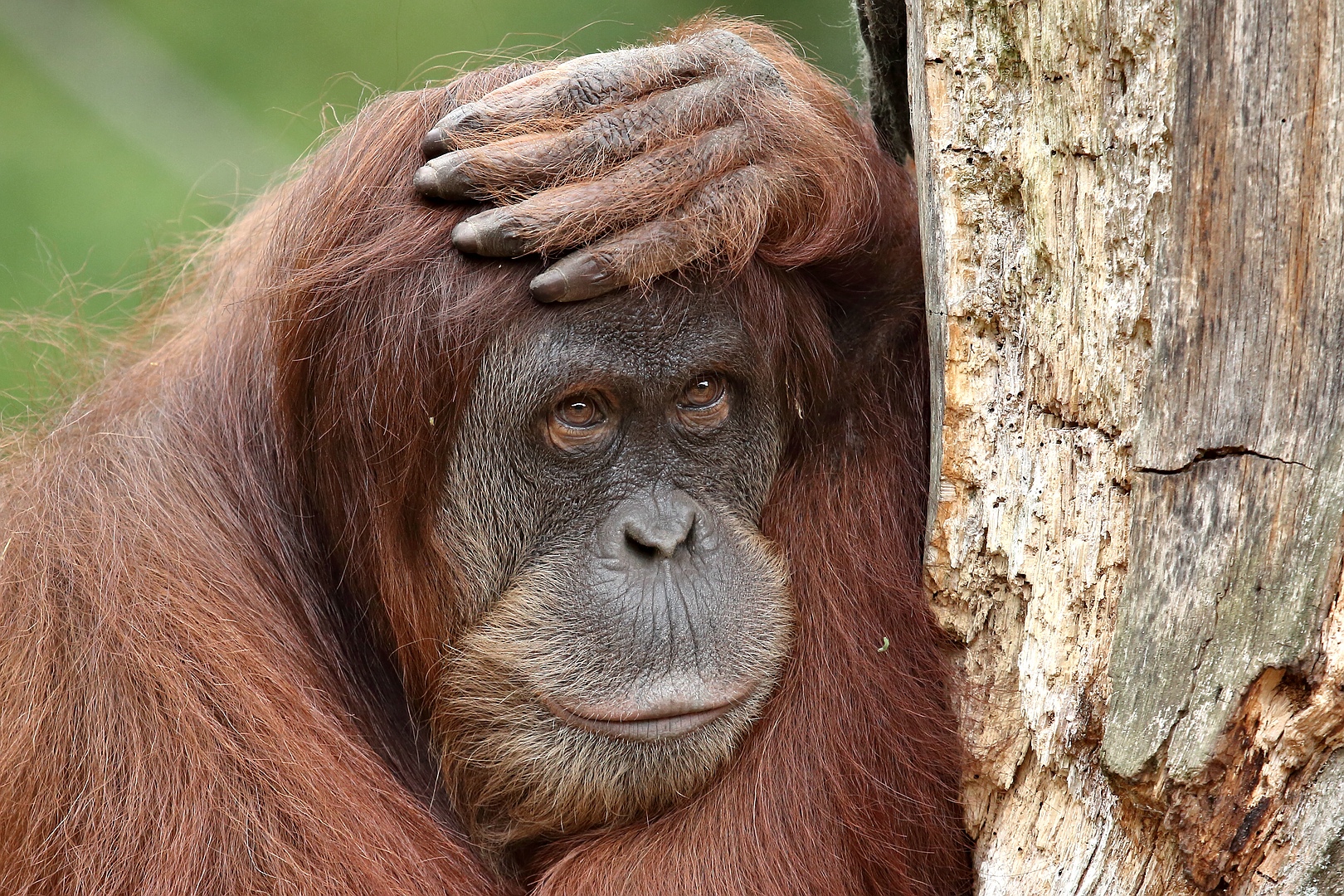 nur-die-ruhe-bringt-s-foto-bild-natur-tier-zoo-bilder-auf