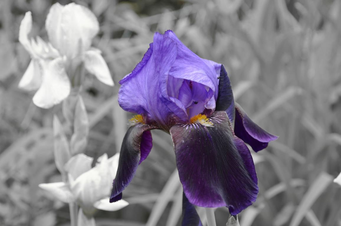 Nur die Schönheit der Blüte