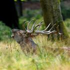 Nur die stärksten Hirsche können sich auf Dauer am Brunftrudel halten