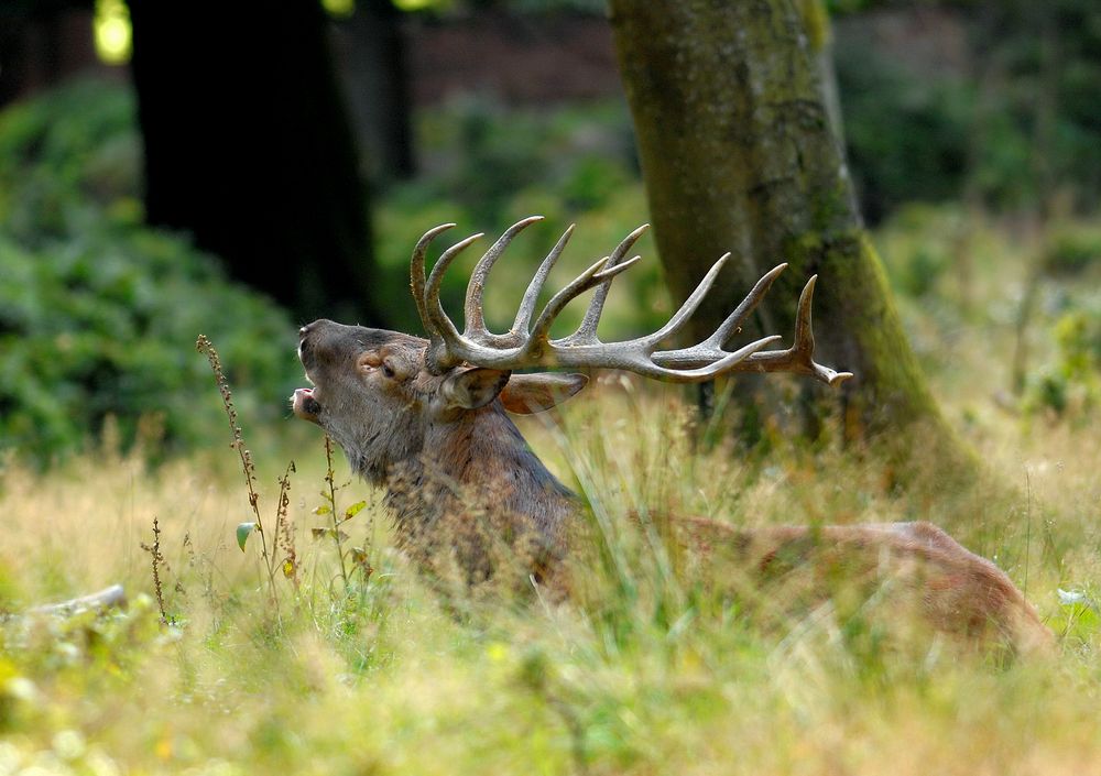 Nur die stärksten Hirsche können sich auf Dauer am Brunftrudel halten