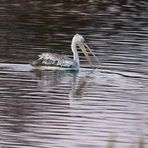 "nur Dokubild geworden" - Rötelpelikan am Altmühlsee