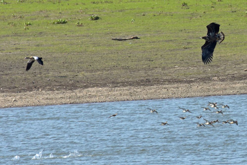 (Nur dokumentiert) Gestern am Rhein : Jagt dort ein Seeadler ?