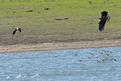 (Nur dokumentiert) Gestern am Rhein : Jagt dort ein Seeadler ?