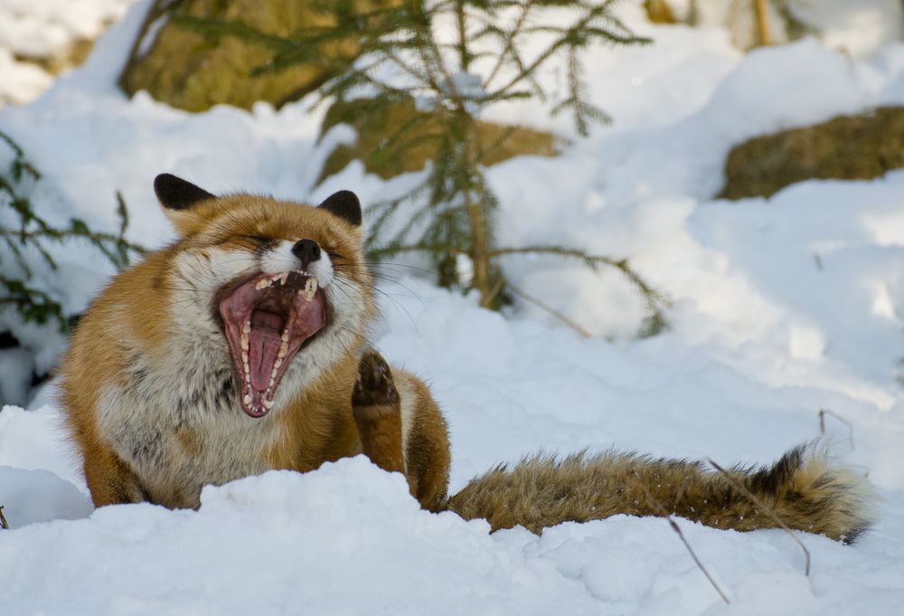Nur Echt mit 32 Zähnen.... Foto & Bild tiere, zoo, wildpark & falknerei, säugetiere Bilder auf Nur Echt mit 32 Zähnen.... Foto & Bild tiere, zoo, wildpark & falknerei, säugetiere Bilder auf