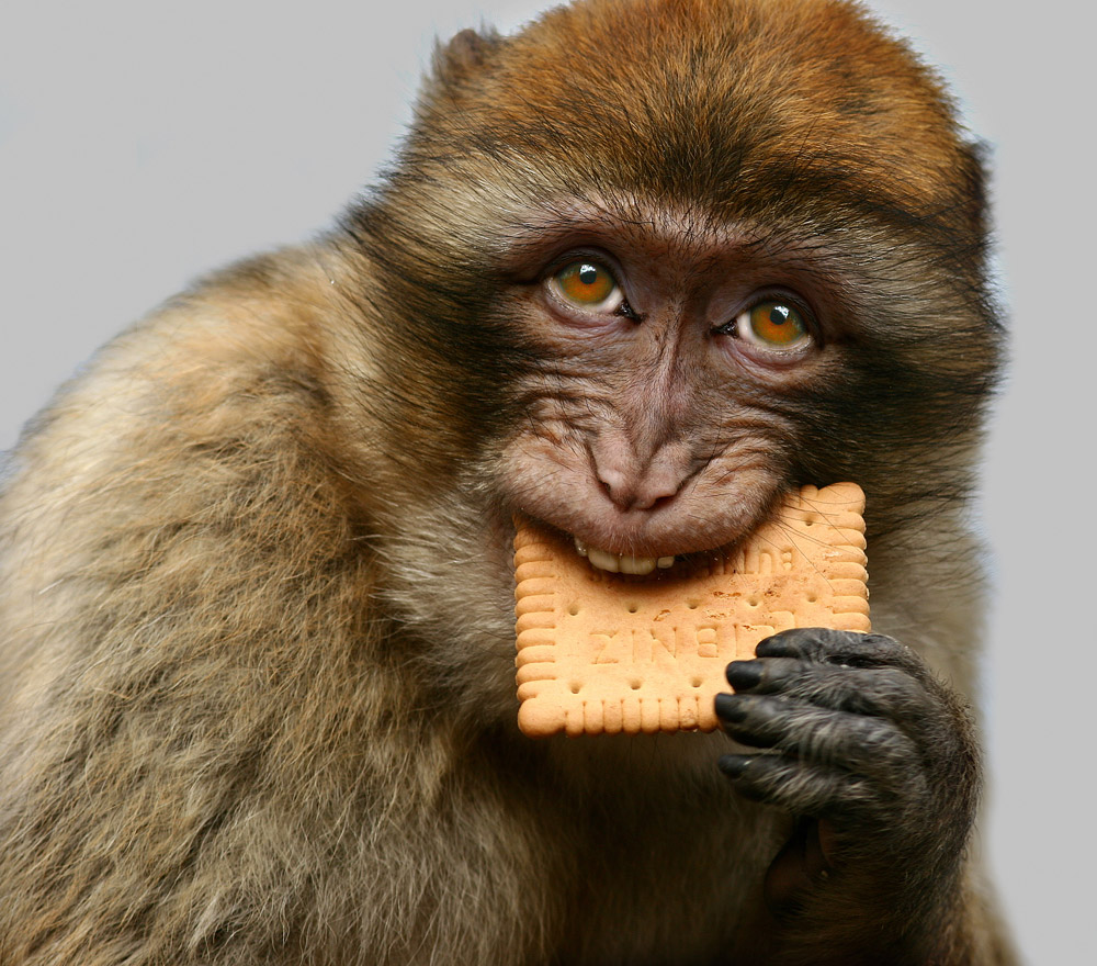 Nur echt mit 52 Zähnen! Foto & Bild tiere, zoo, wildpark & falknerei, säugetiere Bilder auf Nur echt mit 52 Zähnen! Foto & Bild tiere, zoo, wildpark & falknerei, säugetiere Bilder auf