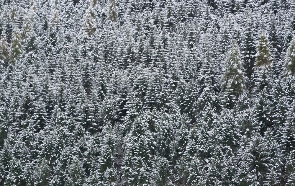 Nur Eichhörnchen geraten bei diesem Anblick in Ekstase