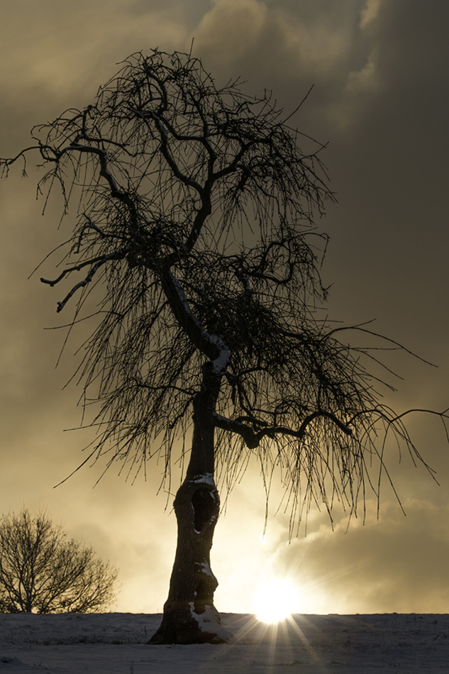 Nur ein alter Baum!