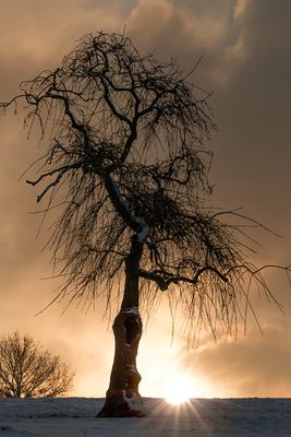 Nur ein alter Baum!